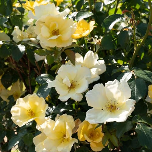 1 Gallon Rose Plant with Bright Yellow Flowers U93308