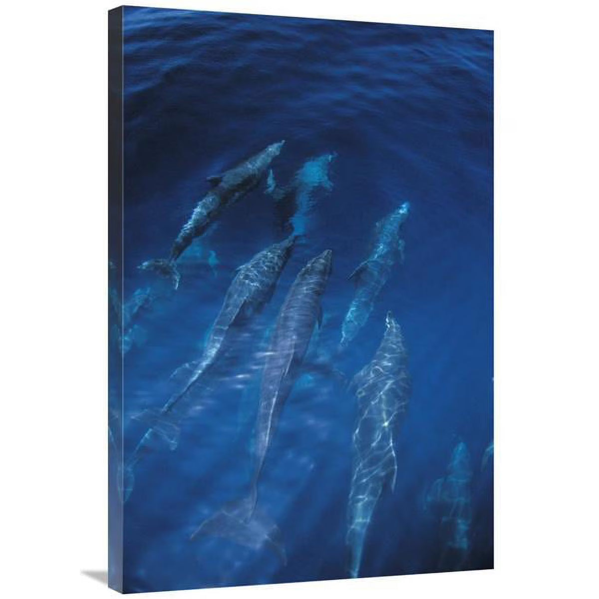 24 x 36 in. Bottlenose Dolphin Pod Art Print S69673
