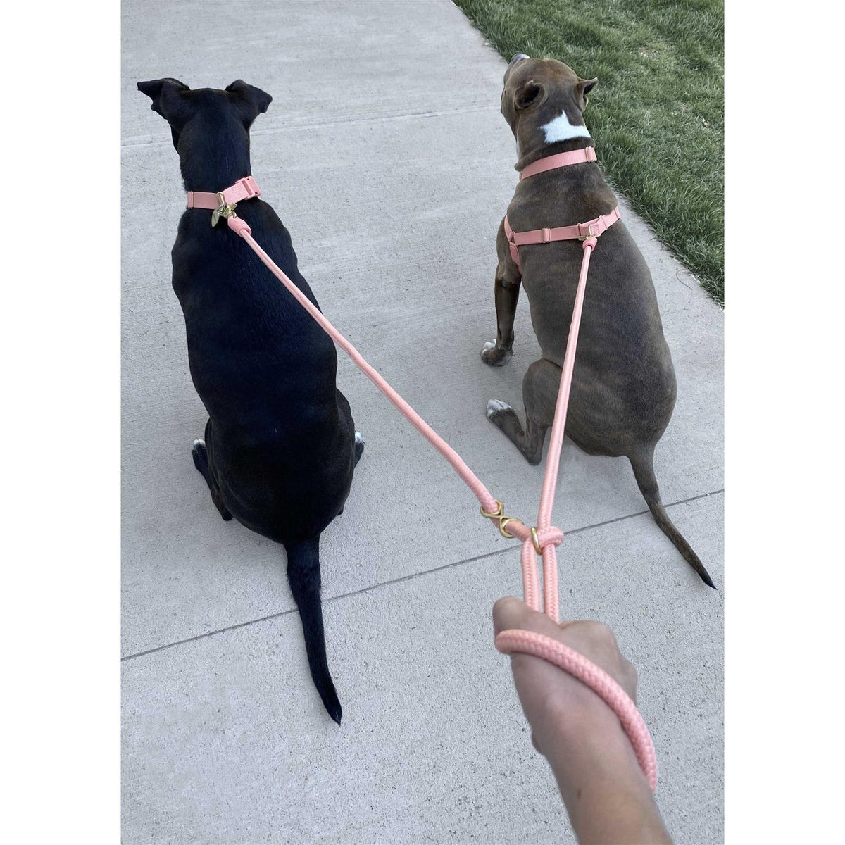 Pet Leash I8786
