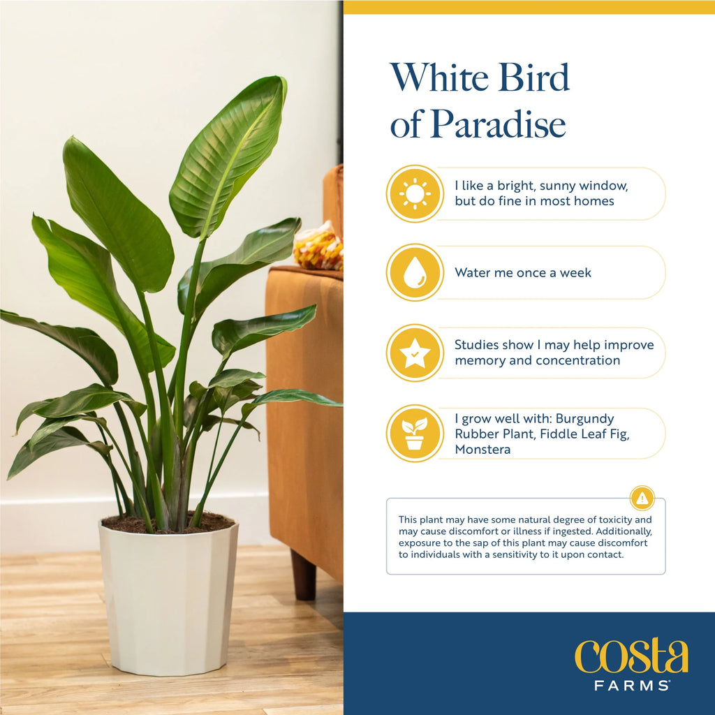 Live Indoor White Bird of Paradise Plant 9.25in. White Pot O18668