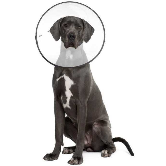 Clear Recovery Collar U12273