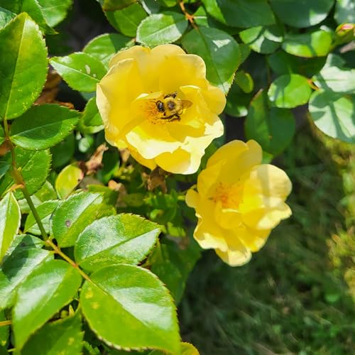 1 Gallon Rose Plant with Bright Yellow Flowers U93308