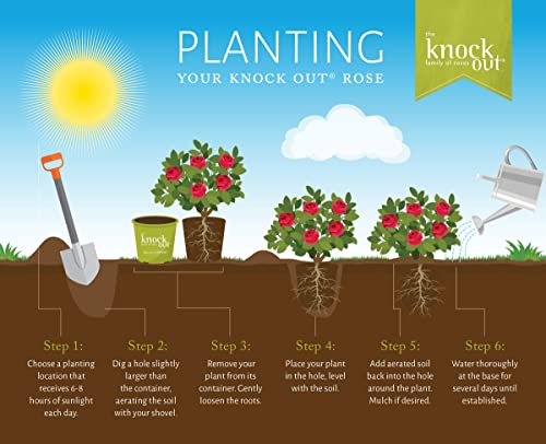 1 Gallon Rose Plant with Bright Yellow Flowers U93308