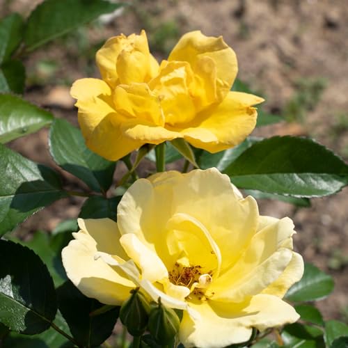 1 Gallon Rose Plant with Bright Yellow Flowers U93308