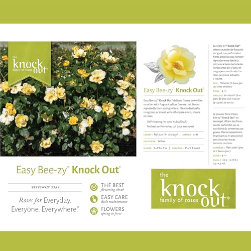 1 Gallon Rose Plant with Bright Yellow Flowers U93308