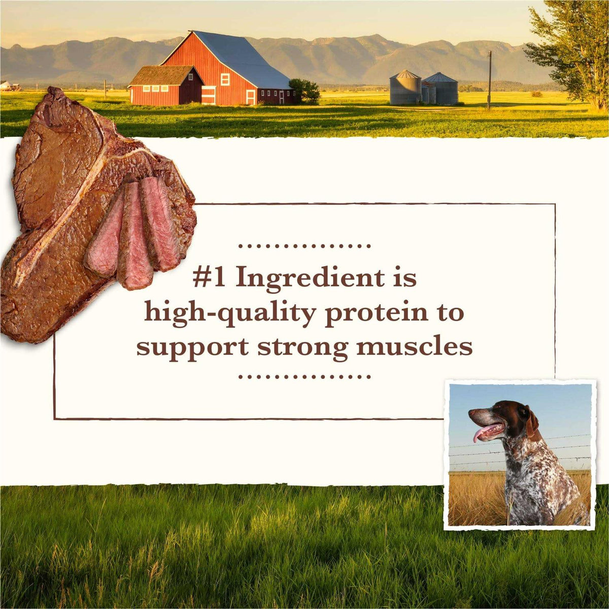 Grain Free Pork Beef & Lamb Recipe Dry Dog Food Y313111