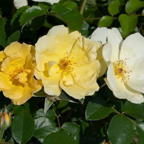 1 Gallon Rose Plant with Bright Yellow Flowers U93308