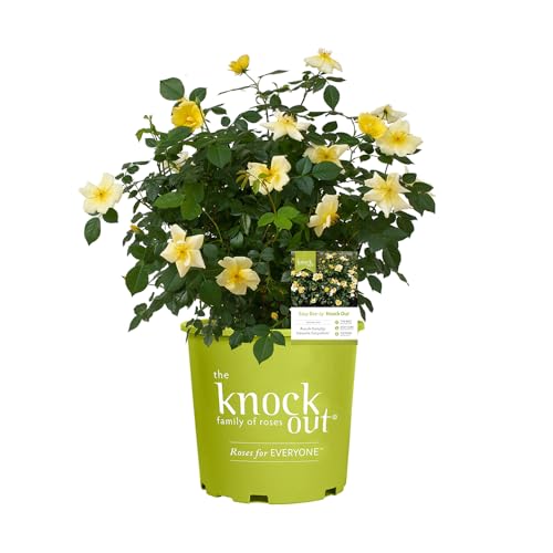 1 Gallon Rose Plant with Bright Yellow Flowers U93308