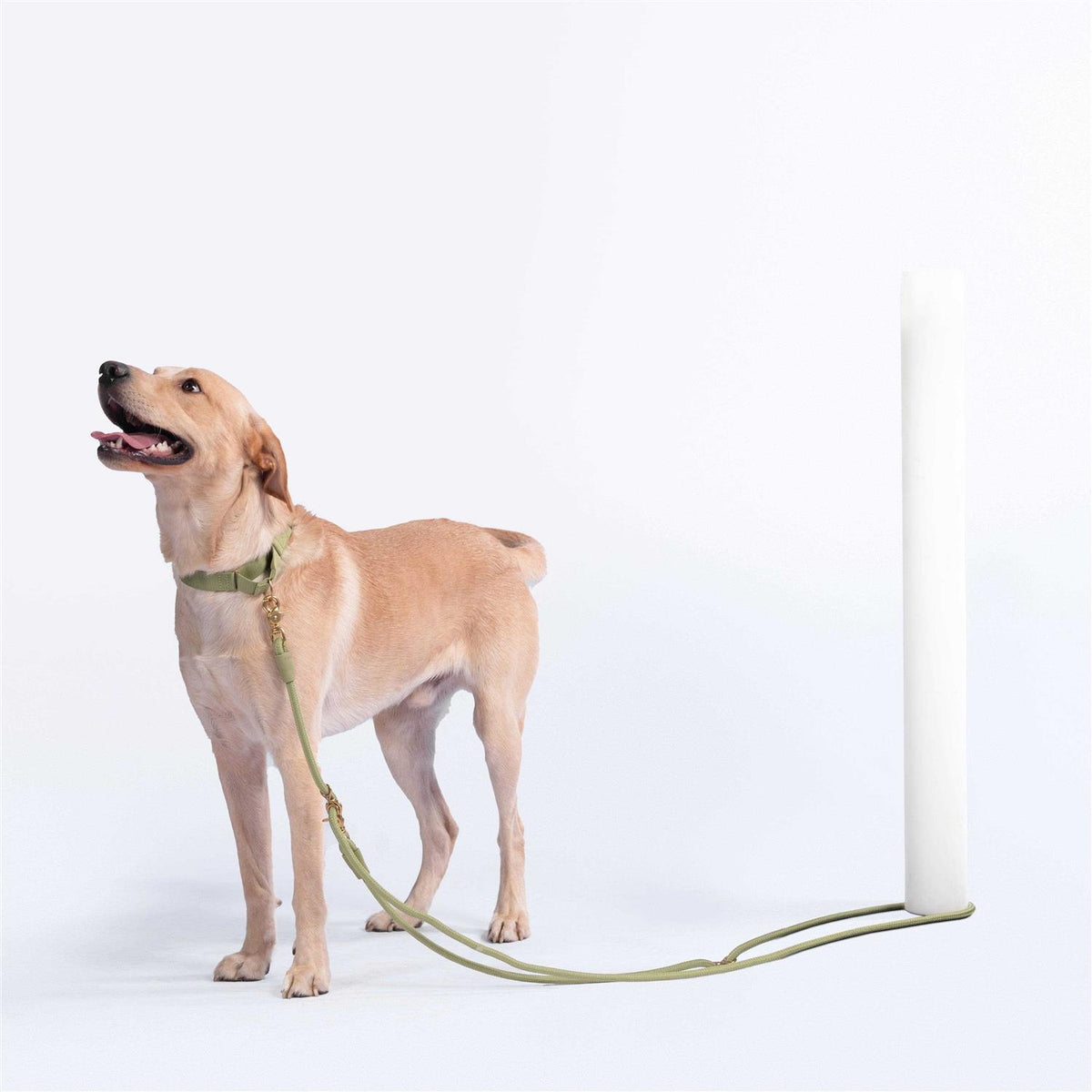 Pet Leash I8786