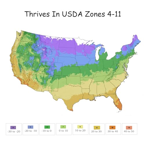 1 Gallon Rose Plant with Bright Yellow Flowers U93308