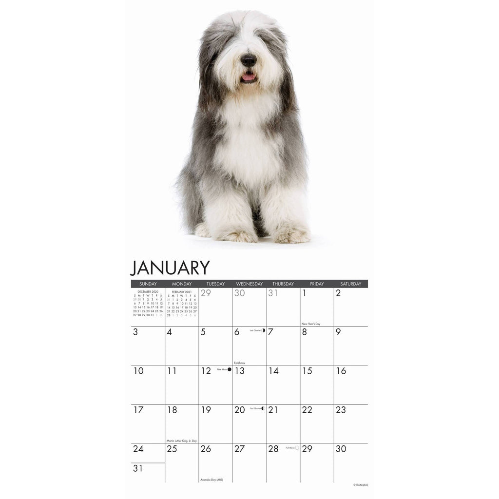 Old English Sheepdogs 2021 Wall Calendar R9936