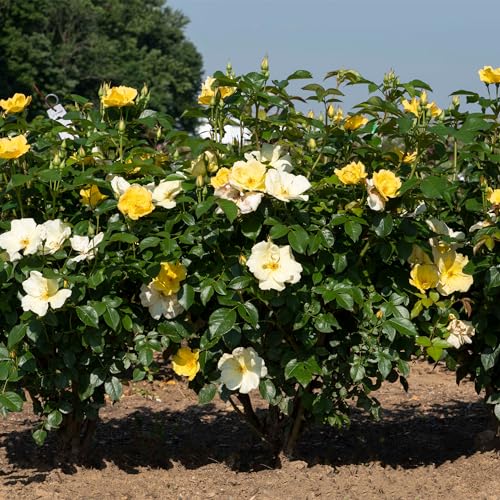 1 Gallon Rose Plant with Bright Yellow Flowers U93308