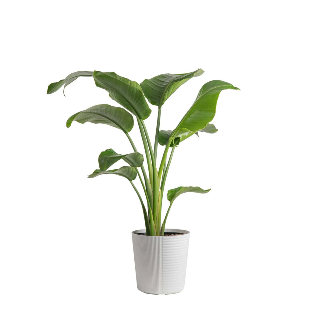 Live Indoor White Bird of Paradise Plant 9.25in. White Pot O18668
