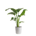 Live Indoor White Bird of Paradise Plant 9.25in. White Pot O18668