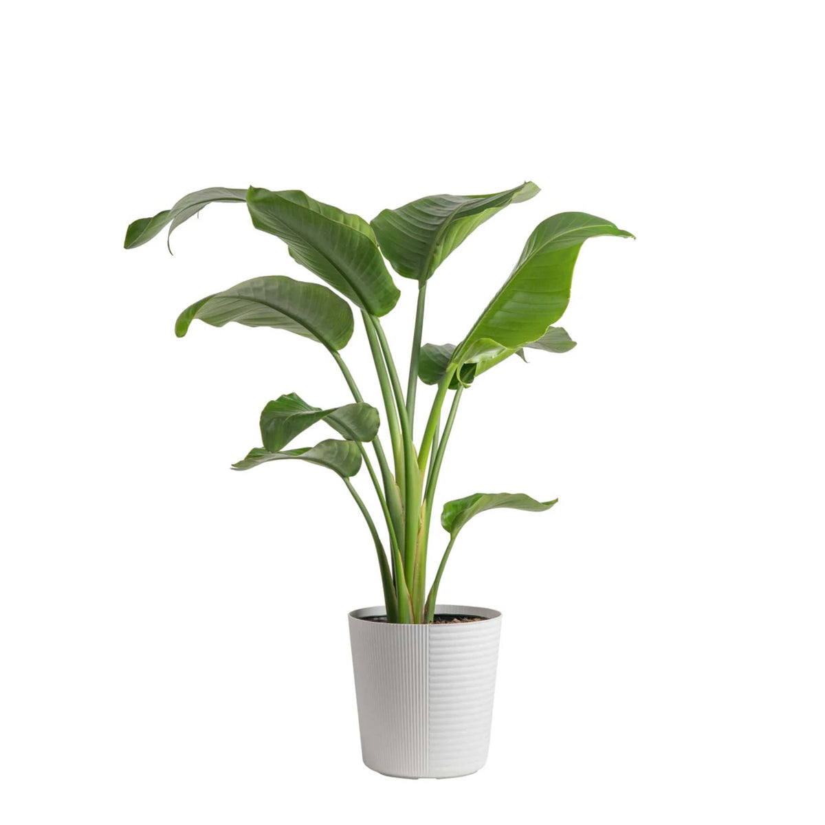Live Indoor White Bird of Paradise Plant 9.25in. White Pot O18668