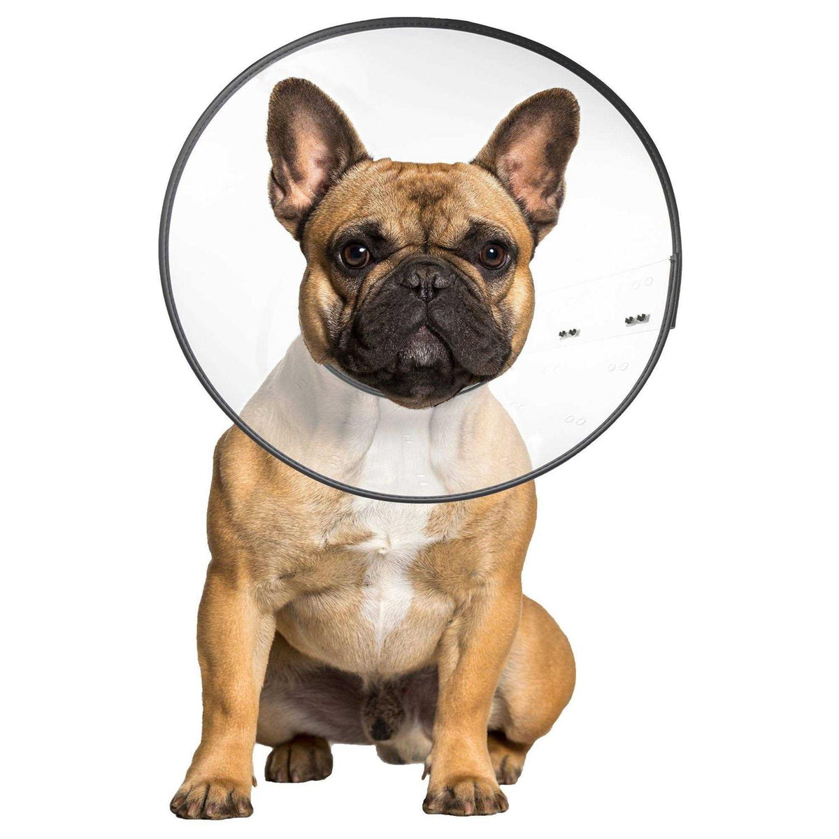 Clear Recovery Collar U12273