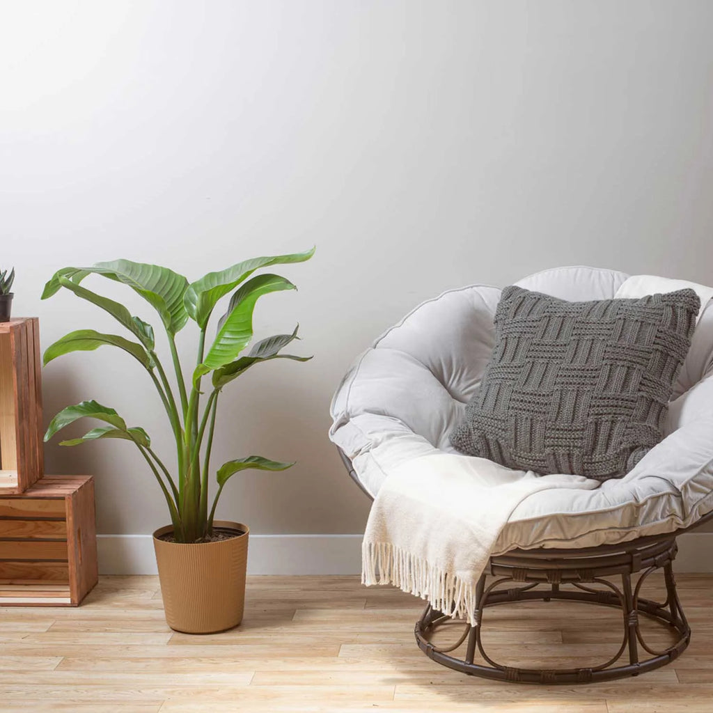 Live Indoor White Bird of Paradise Plant 9.25in. White Pot O18668