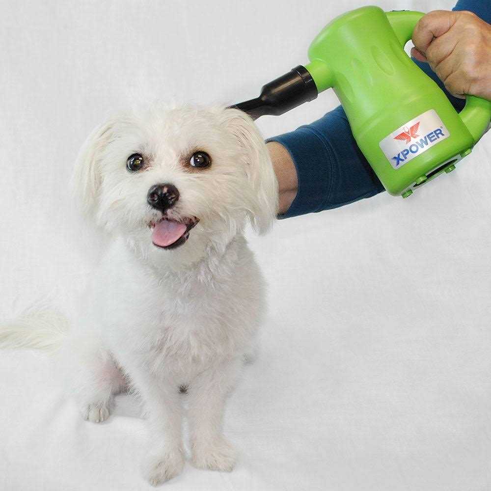 Multipurpose Pet Dryer B5019