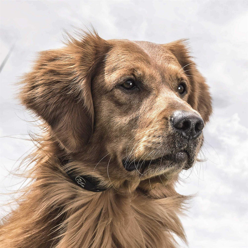 Pet Supplies H64044