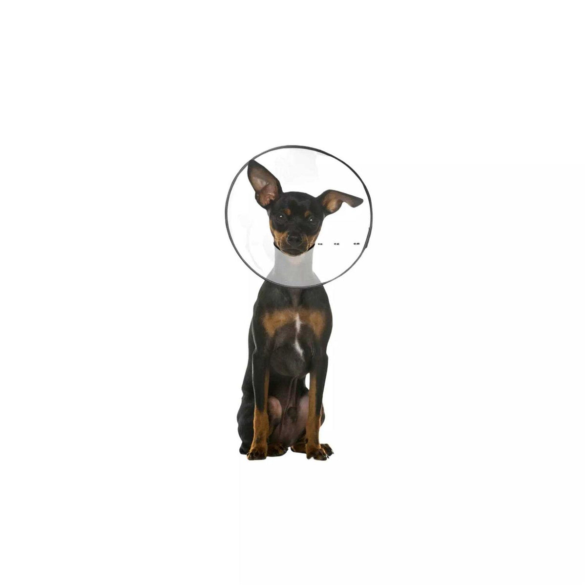 Clear Recovery Collar U12273