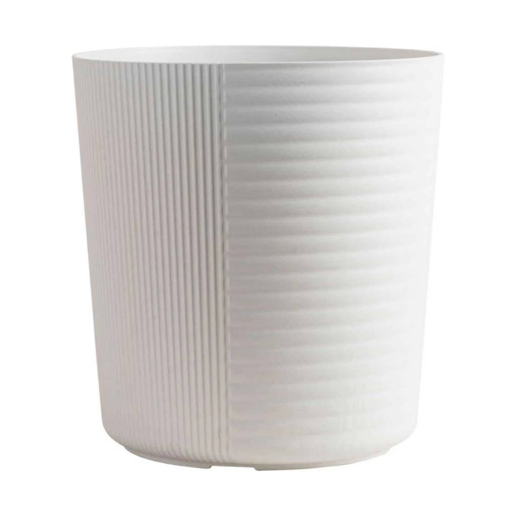 Live Indoor White Bird of Paradise Plant 9.25in. White Pot O18668