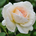 White Climbing Rose Bush X44026